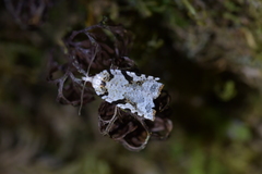 Leucotenes coprosmae