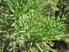 Juniperus bermudiana