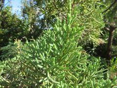 Juniperus bermudiana