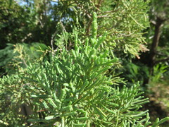 Juniperus bermudiana