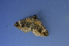 Hydriomena hemizona