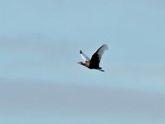 Houbaropsis bengalensis