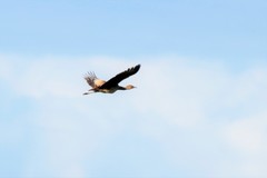 Houbaropsis bengalensis