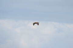 Houbaropsis bengalensis