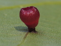 Caryomyia flaticrustum