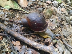 Plekocheilus gibbonius