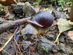 Plekocheilus gibbonius