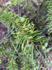 Contarinia pseudotsugae