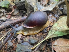 Plekocheilus gibbonius