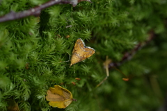 Glaucocharis leucoxantha