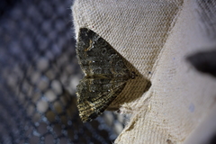 Hydriomena hemizona