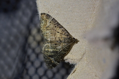 Hydriomena hemizona