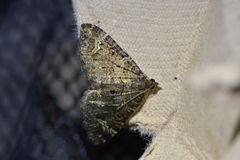 Hydriomena hemizona