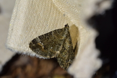 Hydriomena hemizona