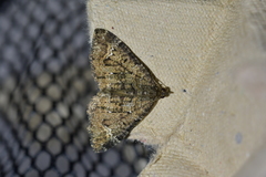 Hydriomena hemizona