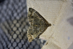 Hydriomena hemizona