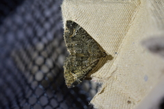 Hydriomena hemizona