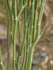 Aphyllocladus ephedroides