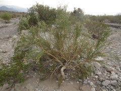 Aphyllocladus ephedroides