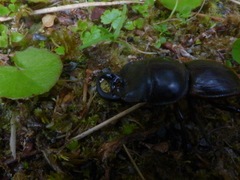 Geodorcus helmsi