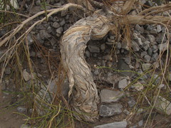 Aphyllocladus ephedroides