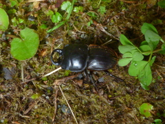 Geodorcus helmsi