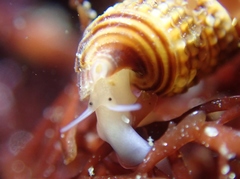 Cerithiopsidella cosmia