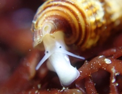 Cerithiopsidella cosmia