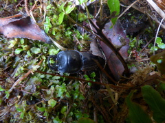 Geodorcus helmsi