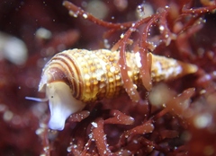 Cerithiopsidella cosmia