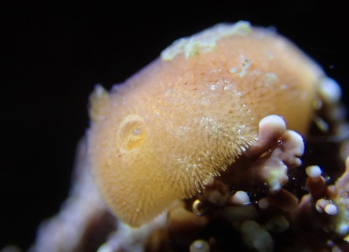 Red Sponge Dorid, La Jolla, San Diego, CA, USA, photo 10 of 10