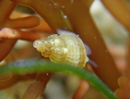 Representative image of Alvania