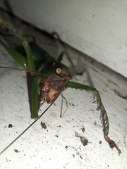 Cerberodon viridis