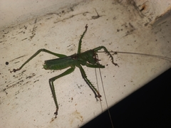Cerberodon viridis