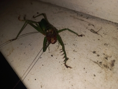 Cerberodon viridis