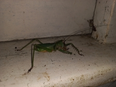 Cerberodon viridis
