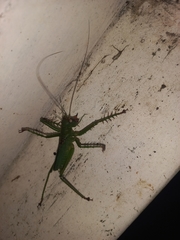 Cerberodon viridis