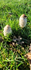 Coprinus comatus