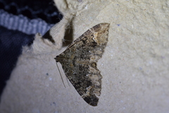 Hydriomena hemizona