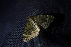 Hydriomena hemizona