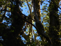 Urodynamis taitensis