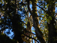 Urodynamis taitensis