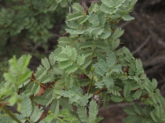 Senegalia gilliesii