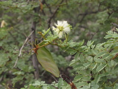 Senegalia gilliesii