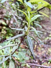 Neolasioptera mimuli