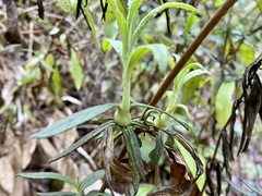 Neolasioptera mimuli