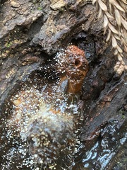 Polycephalomyces tomentosus