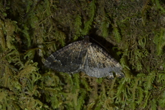 Hydriomena hemizona