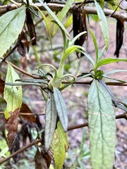 Neolasioptera mimuli