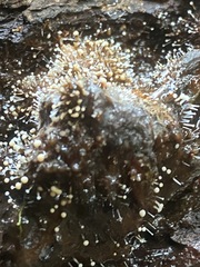 Polycephalomyces tomentosus